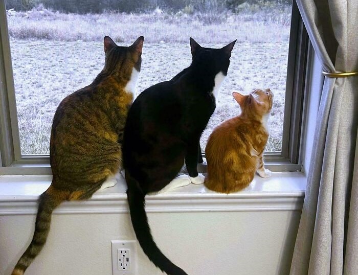 Cute cat photos: Three cats on a window