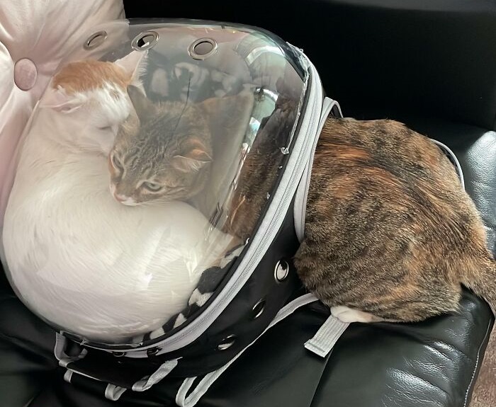 Cute cat photos: One cat comforting another in a carrier