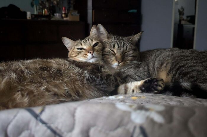 Cute cat photos: A pair of cats cuddling together