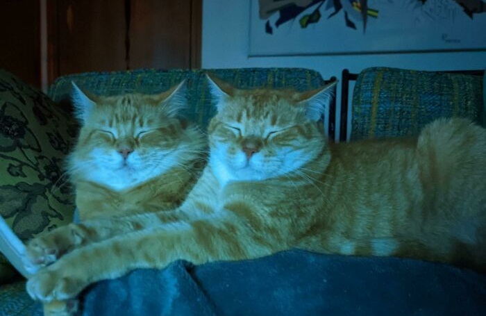 Cute cat photos: A pair of cats in identical poses