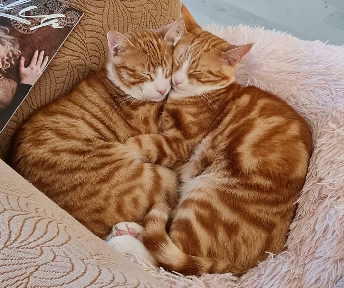 Cute cat photos: A pair of cats cuddling together