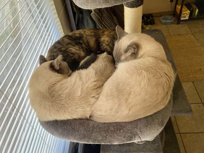 Cute cat photos: Three cats cuddling together