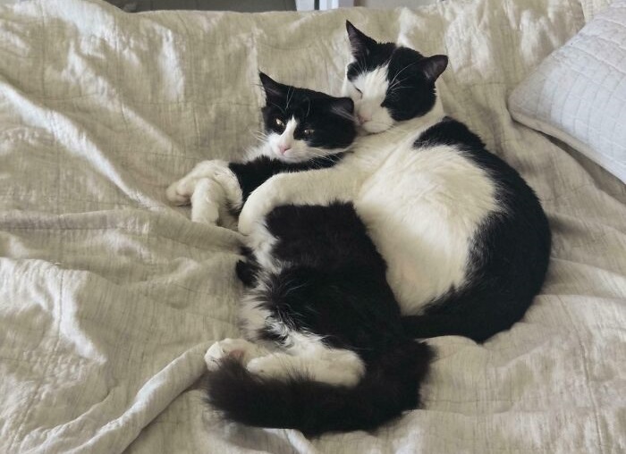 Cute cat photos: A pair of cats cuddling together