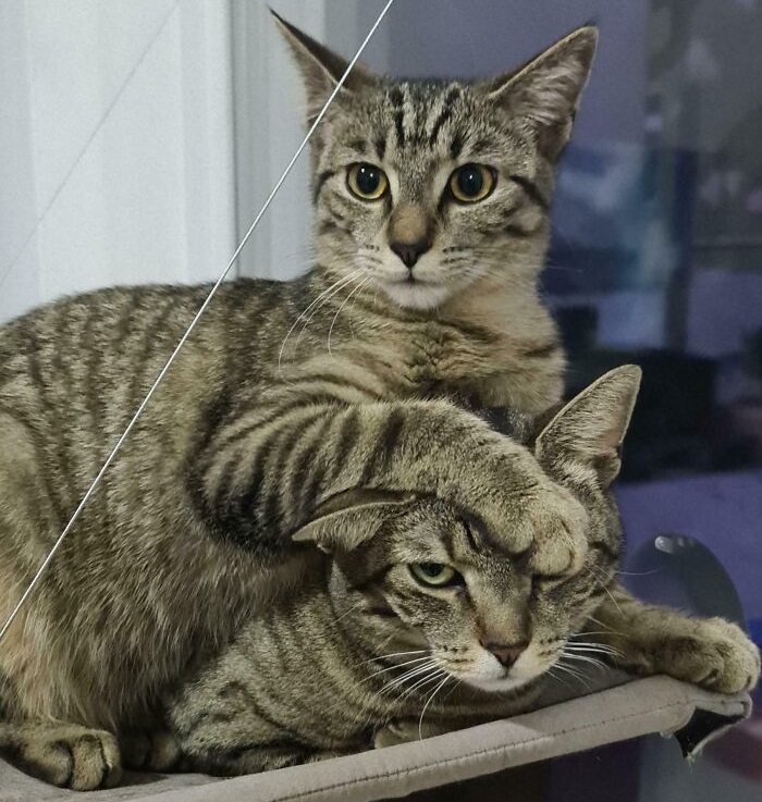Cute cat photos: One cat sitting on another