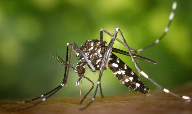 Chikungunya fever outbreak in China: Mosquito