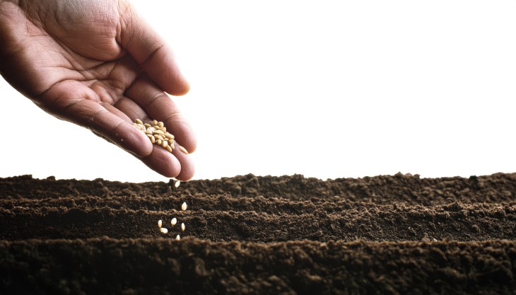 planting garlic in the fall
