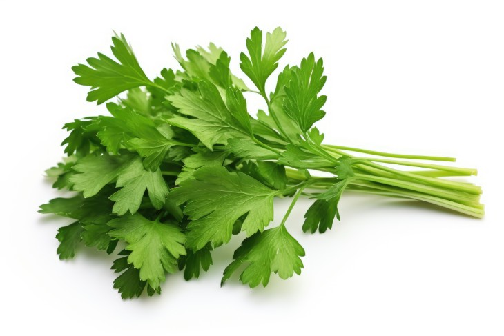 Best Plants to Plant During the Month of October