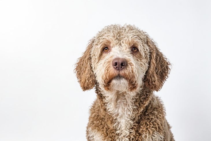 28 low shedding dogs