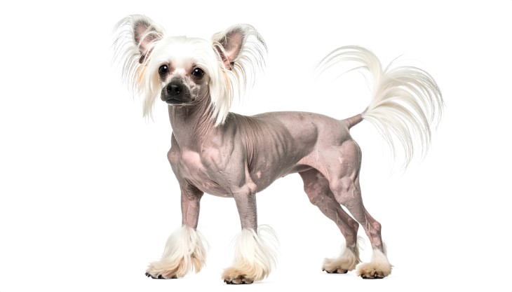 28 low shedding dogs