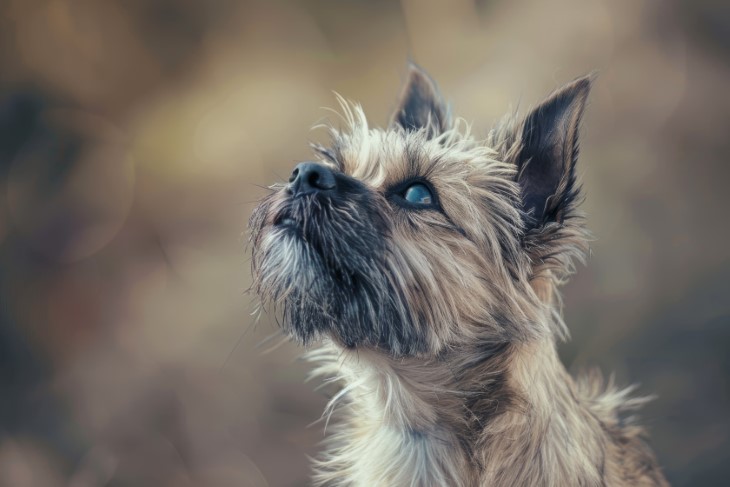 28 low shedding dogs