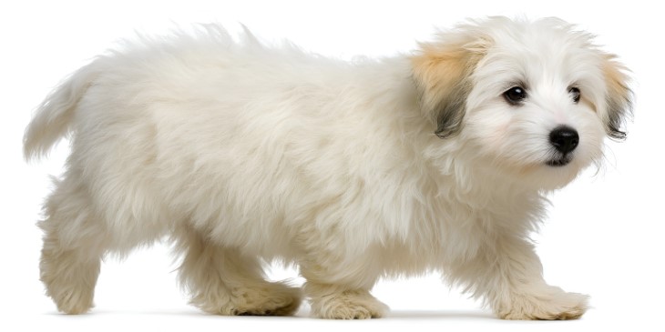 28 low shedding dogs