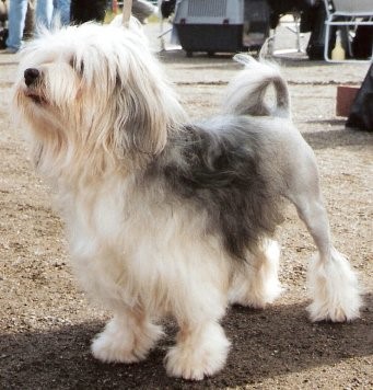 28 low shedding dogs