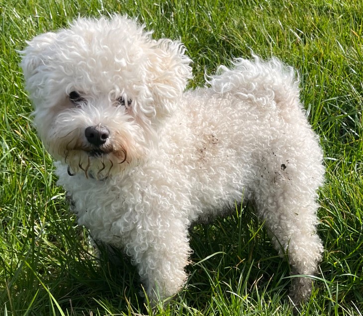 28 low shedding dogs