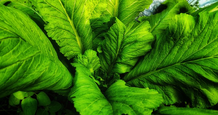 mustard greens health benefits