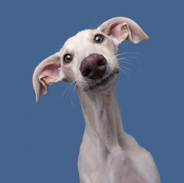 Funny and cute dog portraits