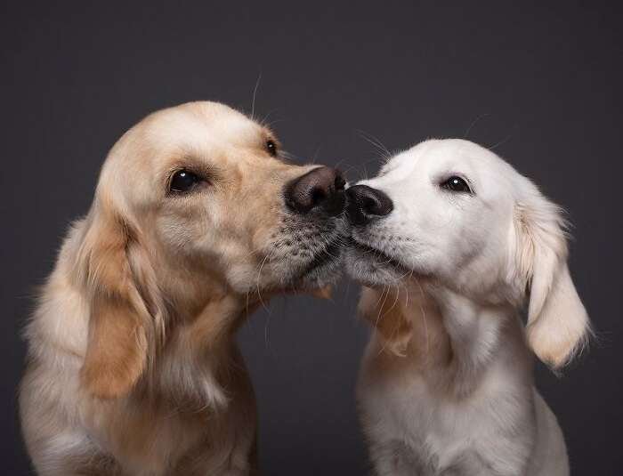 Funny and cute dog portraits