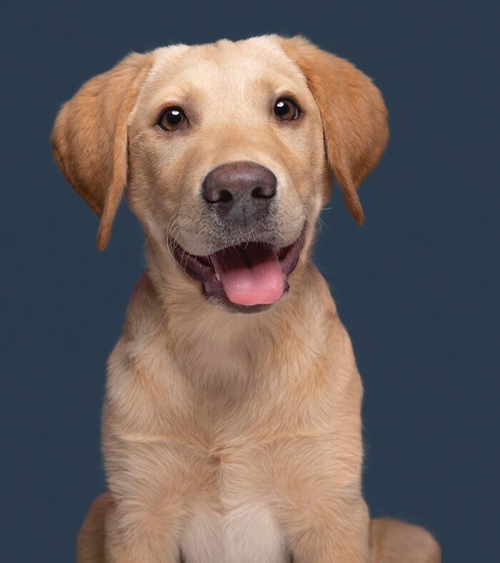 Funny and cute dog portraits