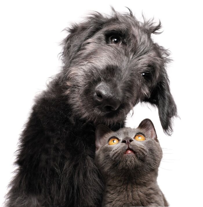 Funny and cute dog portraits