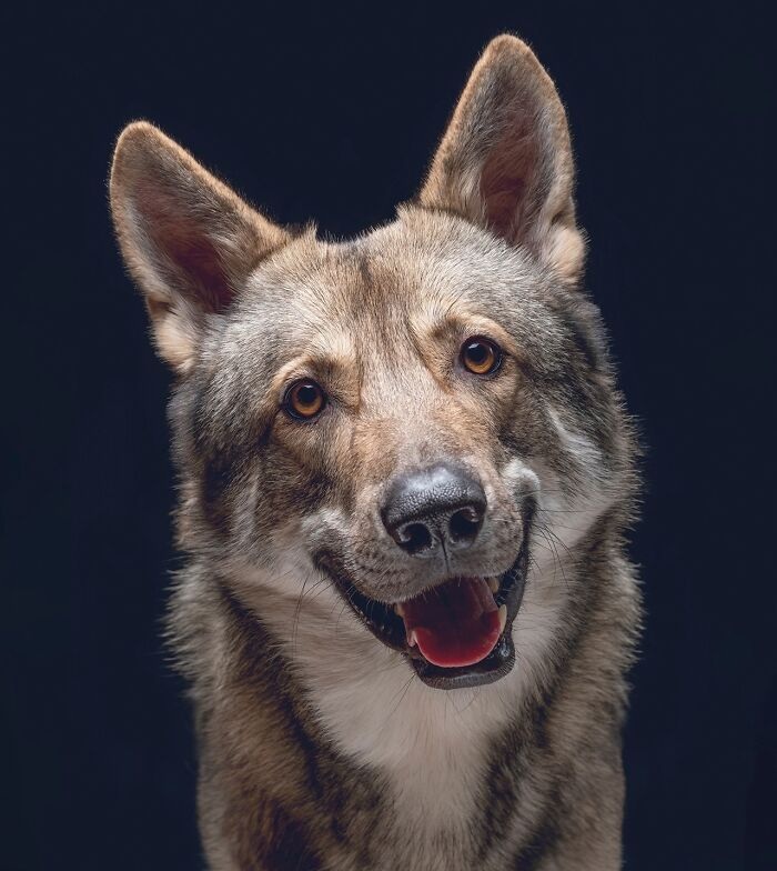 Funny and cute dog portraits