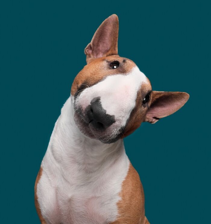 Funny and cute dog portraits