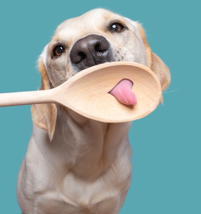 Funny and cute dog portraits