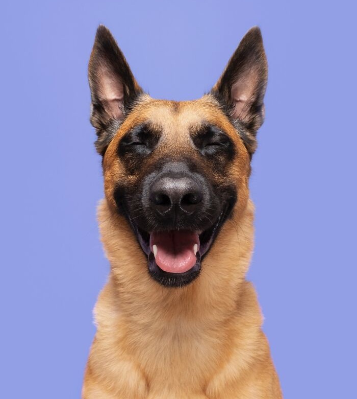 Funny and cute dog portraits