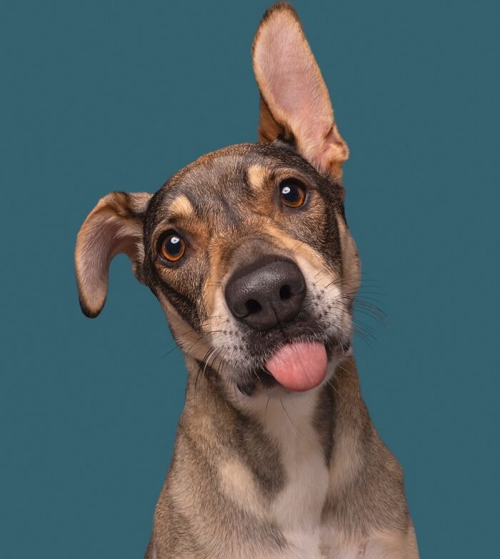 Funny and cute dog portraits