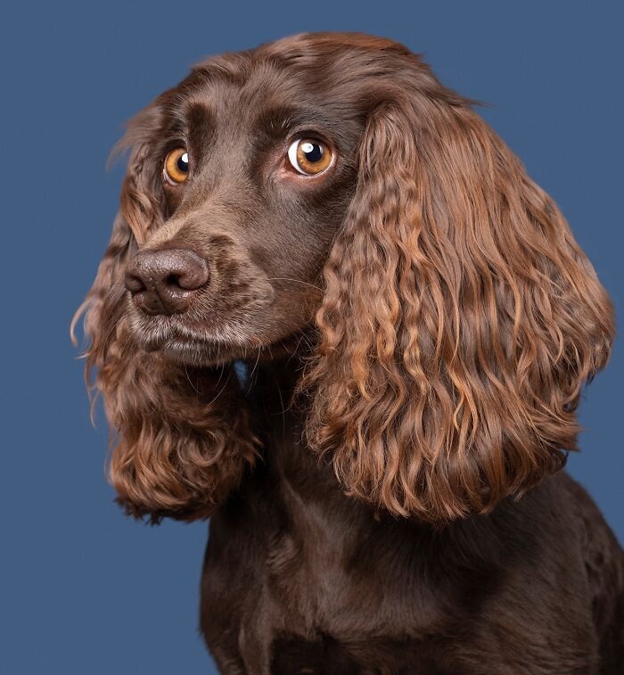 Funny and cute dog portraits