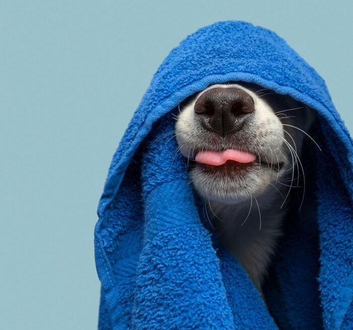 Funny and cute dog portraits