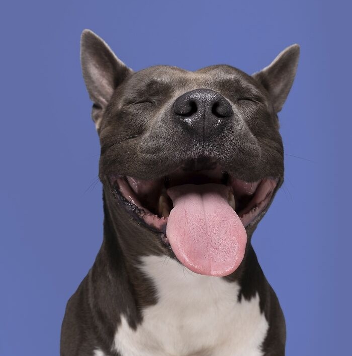 Funny and cute dog portraits