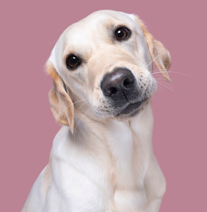 Funny and cute dog portraits