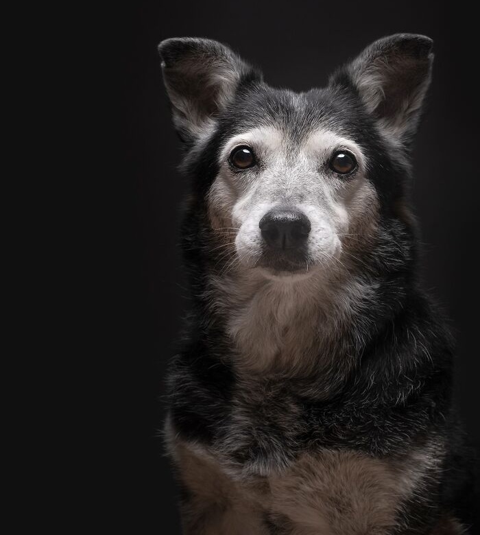 Funny and cute dog portraits