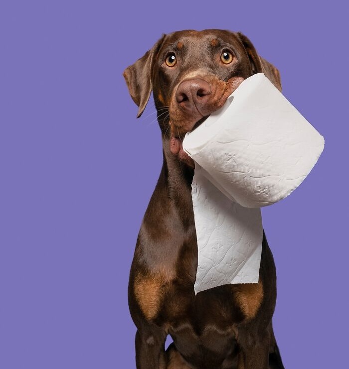 Funny and cute dog portraits