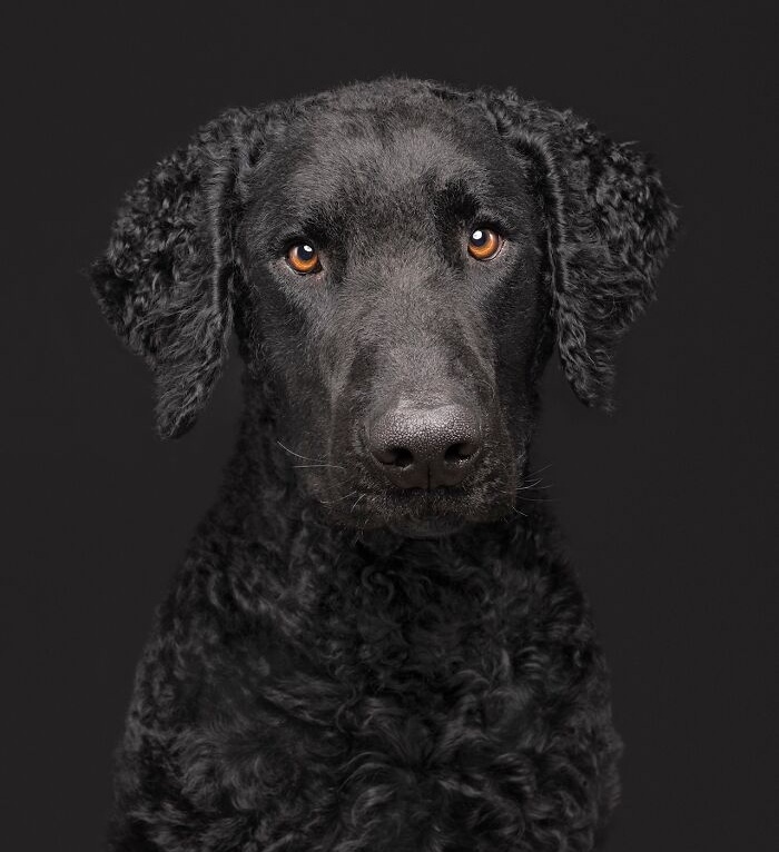 Funny and cute dog portraits