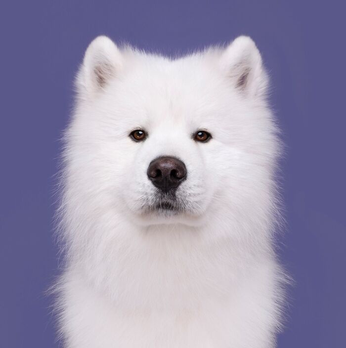 Funny and cute dog portraits