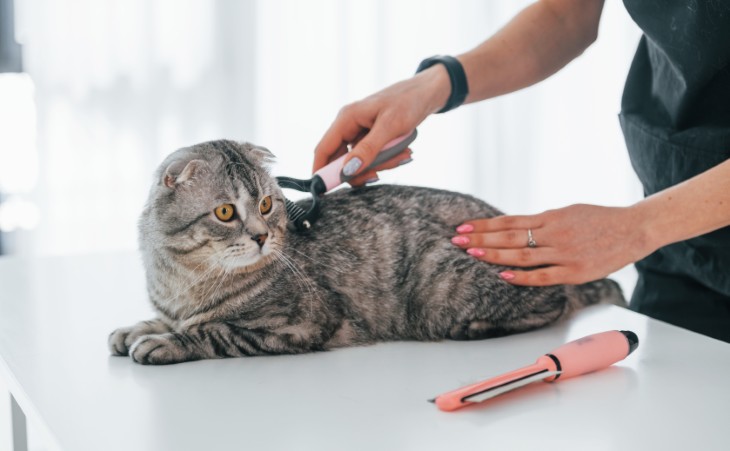 5 ways to clean the house of cat hair