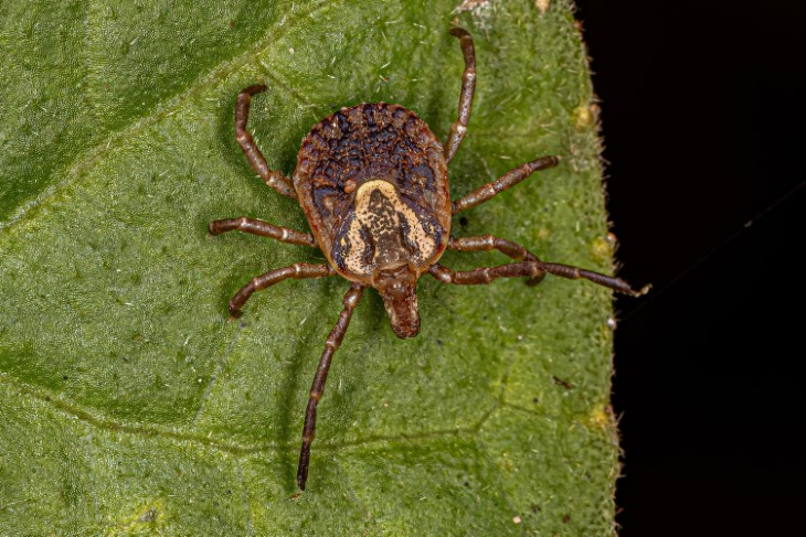 tick