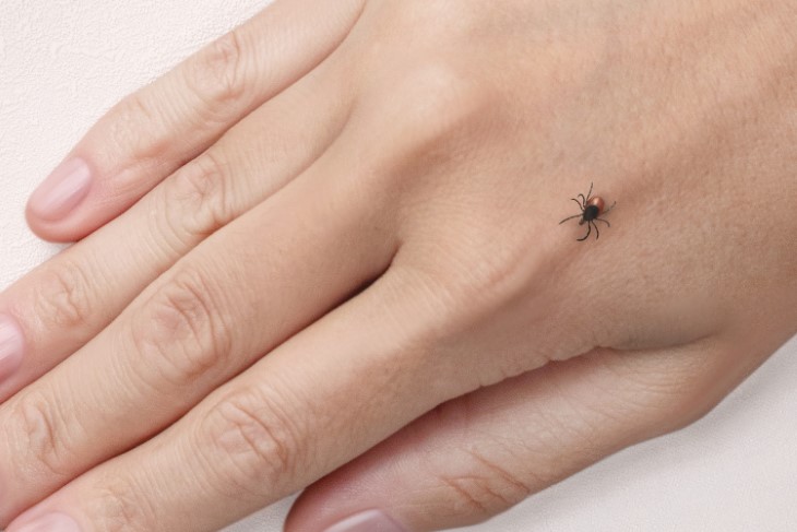 tick