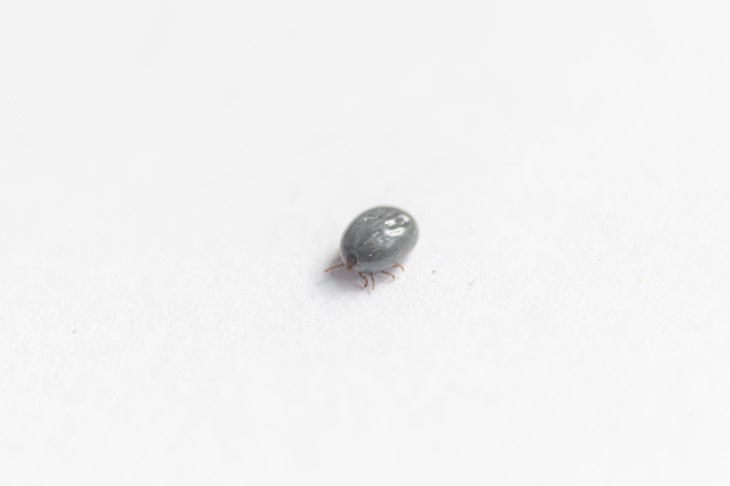 tick