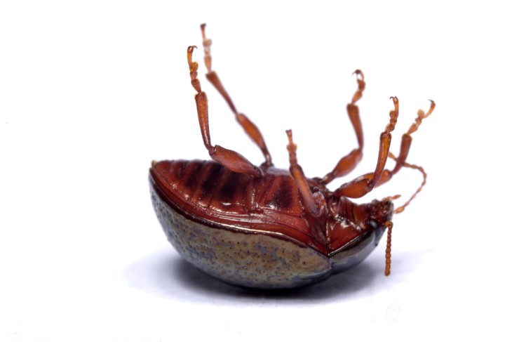 tick