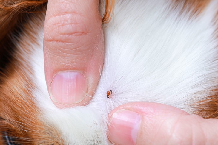 tick