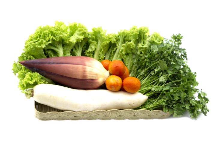 fiber vs protein