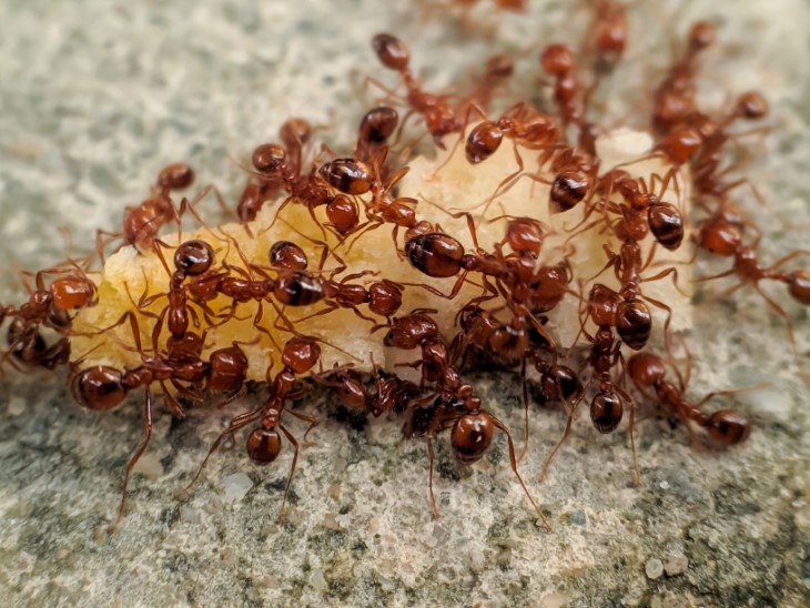 7 Things Humanity Has Learned from the Humble Ant
