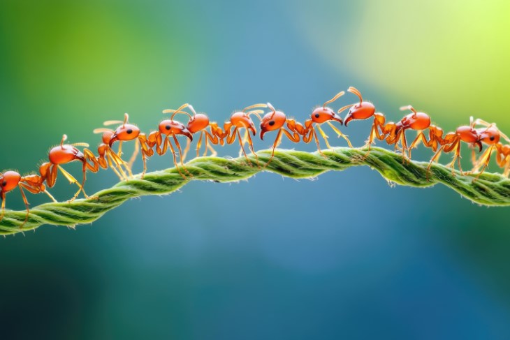 7 Things Humanity Has Learned from the Humble Ant