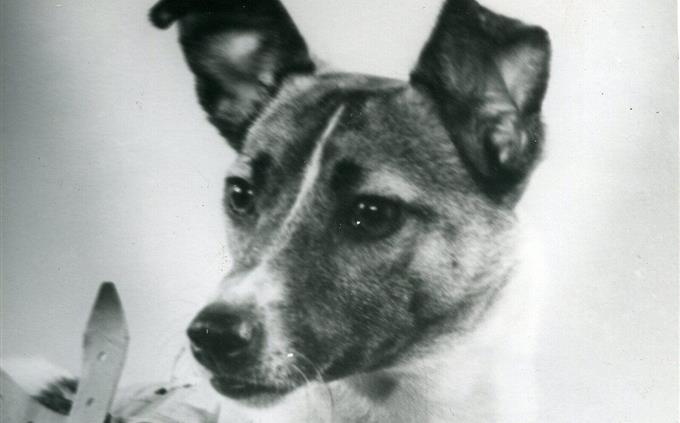 General knowledge test: dog