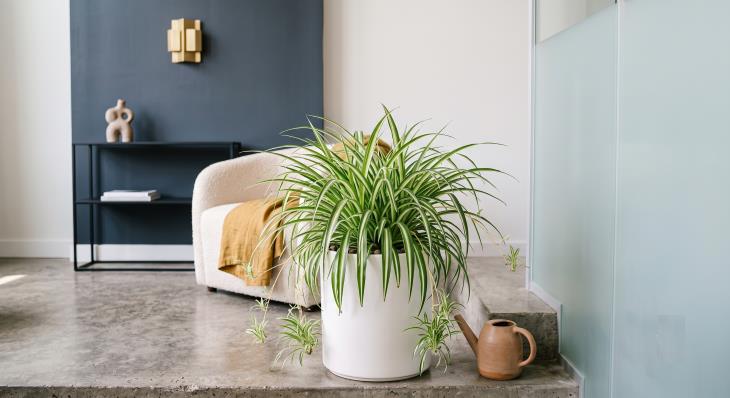 Easy houseplants that are hard to kill