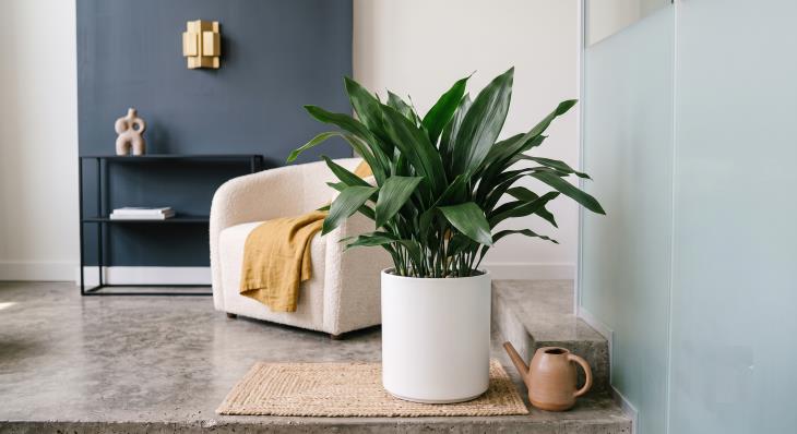 Easy houseplants that are hard to kill
