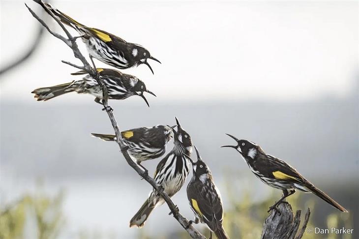 Nature photos from the Australian photography competition