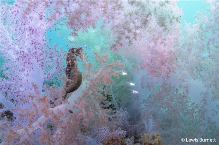Nature photos from the Australian photography competition