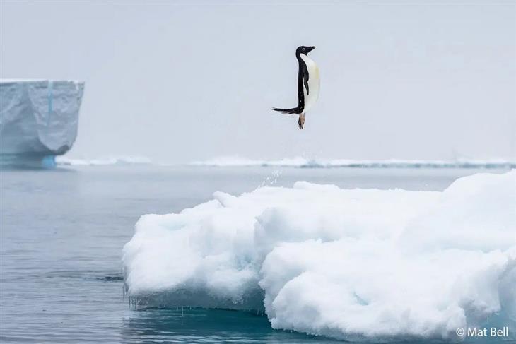 Nature photos from the Australian photography competition